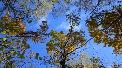 Top of trees in autumn forest Stock Footage 219884862