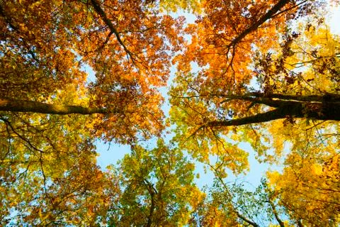 Top of trees in autumn Stock Photos