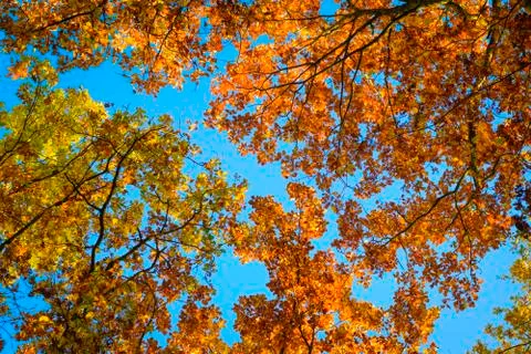 Top of trees in autumn Stock Photos