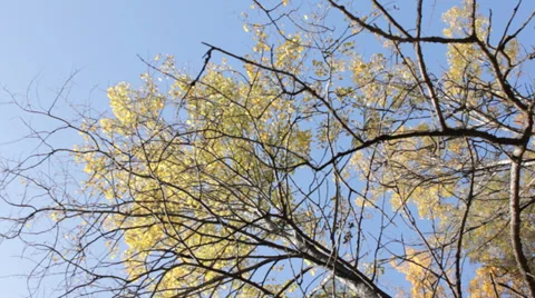 The Top of Trees in Autumn Slow Pan Stock Footage 31900569