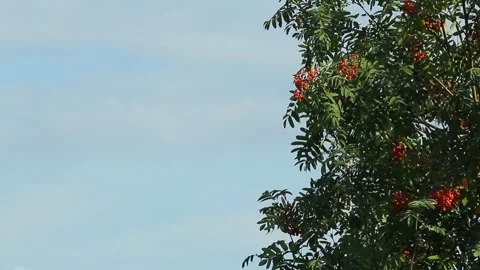 The top of the trees with berries rowan against the sky with clouds. Copy space Stock Footage 136561443