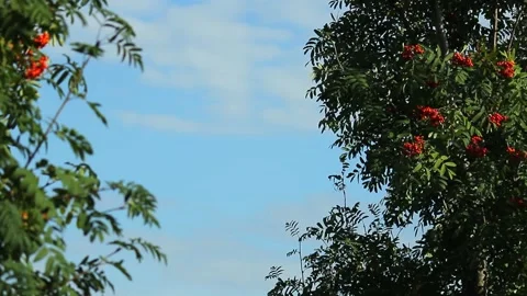 The top of the trees with berries rowan against the sky with clouds. Copy space Stock Footage 137971696