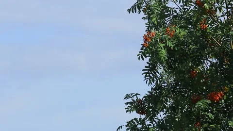 The top of the trees with berries rowan against the sky with clouds. Copy space Stock Footage 139923258