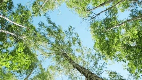 Top of trees in birch forest Video stock 133339846