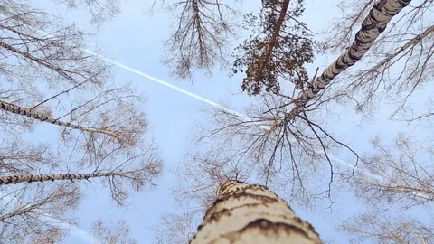 Top of trees in birch grove in winter Stock Footage 84777760