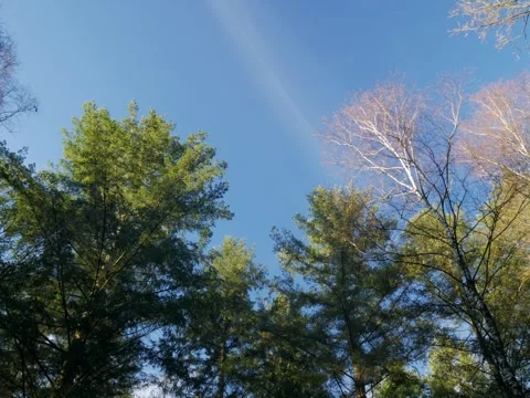 Top of trees on a blue sky day Видео 342339462