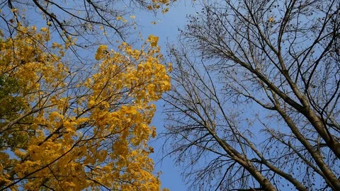 Top of trees on a blue sky Stock Footage 82702820