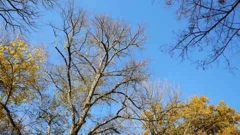 Top of trees on a blue sky Stock Footage 82703199