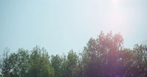 Top of trees in a bright blue sky with lens glares and bright sun Stock Footage 130992941