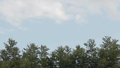 Top of trees with clear blue sky with clouds. Copy space 動画素材 136561378