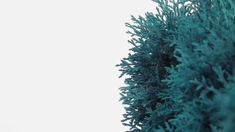 Top of trees with clear blue sky. Copy space Stock-Footage 137971118
