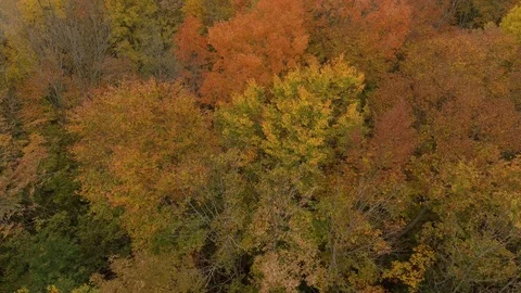 Top of the trees colored in fall viewed by drone bending camera over Stock Footage 119183021