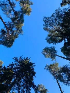Top of trees in conifer forest against the background of blue sky Stock Photos