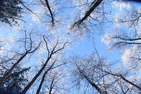 Top of the trees covered in snow Stock Photos