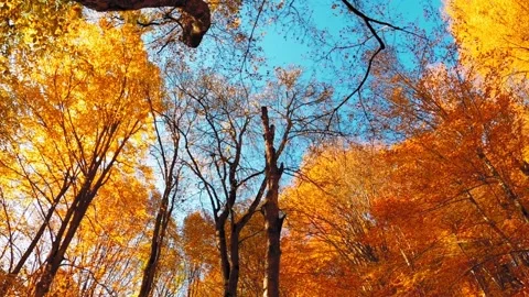 The top of the trees down top with colorful leaves Stock Footage 166030957