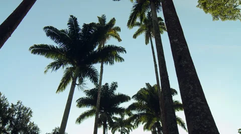 The top of the trees Stock Footage 29647609