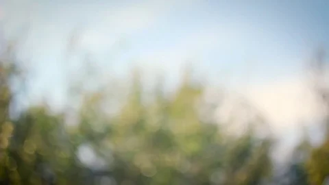 Top of the trees Stock-Footage 75688668