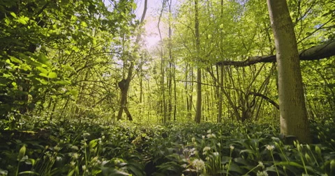 Top of Trees in Forest and Bright Sun Glare Against the Sky Stock Footage 134079776