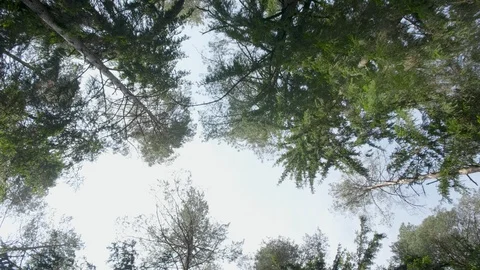 Top of the trees in the green forest in summer day Stock Footage 112695300