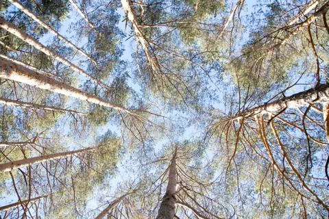 Top trees 库存照片