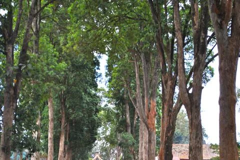 Top trees Stock Photos