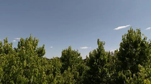 Top of trees Stock Photos