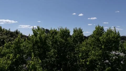 Top of tree's Stock Photos