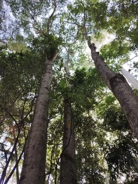 Top of trees Stock Photos