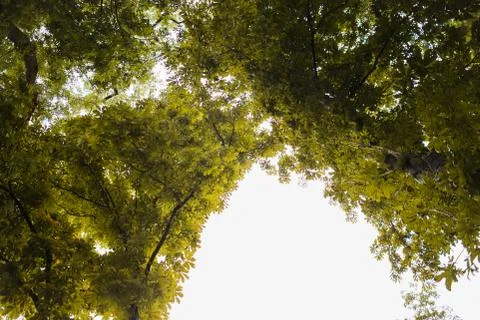 Top of the trees with the sky seen. Stock Photos