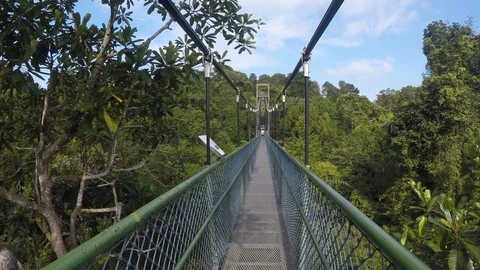 Top of trees walk over hanging bridge in Singapore Stock Footage 101513249