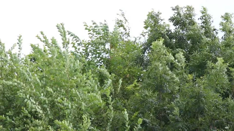 Top of trees with a white sky Stock Footage 39735100