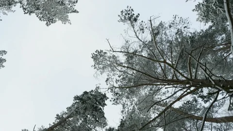 Top of trees in the winter forest. Flying between trees Stock Footage 101587186