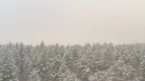 Top of the trees in winter mist 4K drone video Stock Footage 102548120