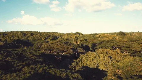 Top tropical river view Video stock 100756891