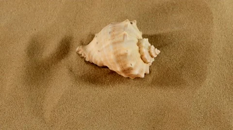 Top of usual marine seashell on sand, rotation, close up Stock Footage 54226770