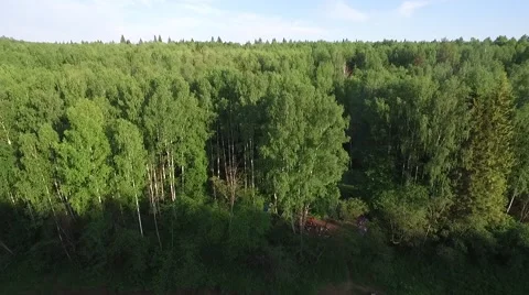 At the top of  vast wild forest Vidéo 65317415