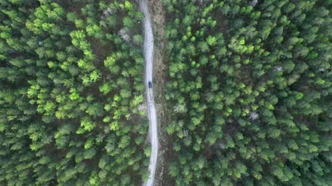 Top vertical view on the Car in the forest Stock Footage