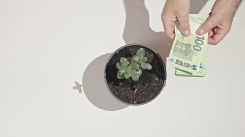 Top view of 100 and 200 euro banknotes around a money tree plant in a pot 動画素材 333044859