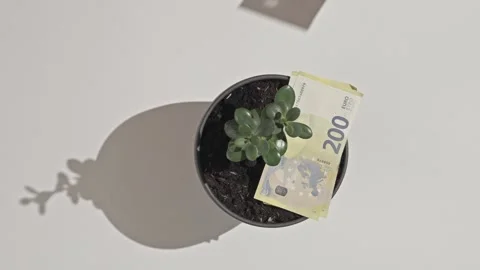 Top view of 100 and 200 euro banknotes around a money tree plant in a pot Stock Footage 333044944