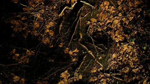 Top view, 360 degrees close up earth with leaves and roots in the forest Video stock 309754834