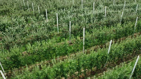 Top view from above of apple trees in orchard. Stock Footage 161080319