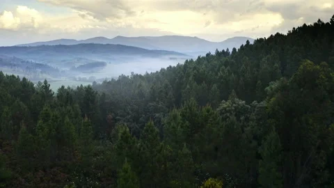 Top view from above drone flying footage natural trees mountains forest in Stock Footage 201953507