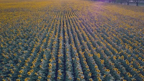 Top view from above field with sunflowers. dron view Stock Footage 80908592