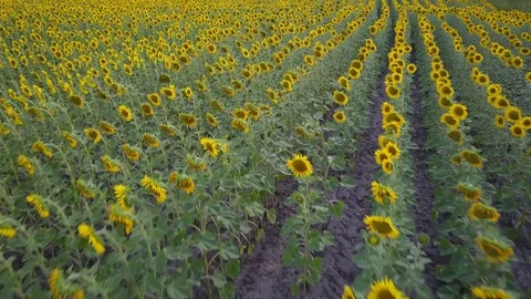 Top view from above field with sunflowers. dron view Stock Footage 80908638