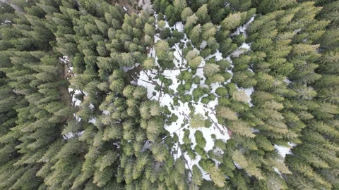 A top view from above of a green forest spruce trees with white snow on the.. Stock Footage 240644642
