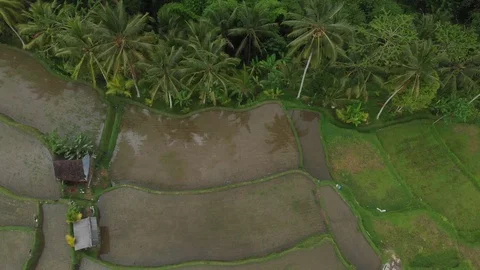Top view of Abstract geometric shapes of agricultural parcels in green color 스톡 동영상 123849905