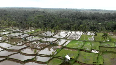 Top view of abstract geometric shapes of agricultural parcels in green color Stock Footage 249411135