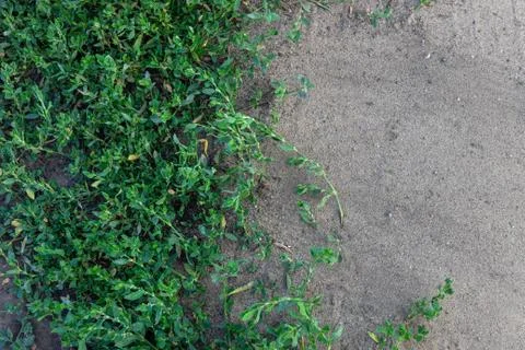 Top view of abstract texture background of lush green yard lawns and ground and Stock Photos