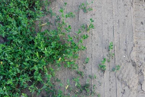 Top view of abstract texture background of lush green yard lawns and ground and 写真素材