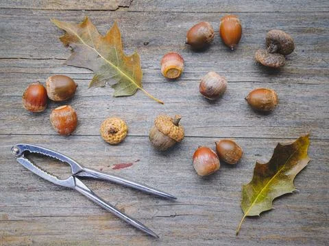 Top view of acorns and nutcracker. Stock Photos